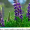 Agro-Forestrium Hyperaccumulator Plant To Clean Toxic Plastic Waste & Micro Plastic Waste From Nature