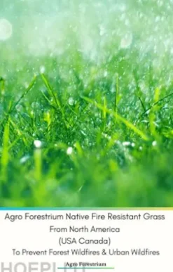 Agro Forestrium Native Fire Resistant Grass From North America (USA Canada) To Prevent Forest Wildfires & Urban Wildfires