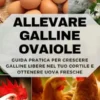 Allevare Galline Ovaiole