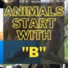 Animals that start with B