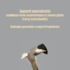 Appunti naturalistici - Gabbiano reale mediterraneo a zampe gialle (Larus michahellis)
