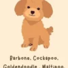 Barbone, Cockapoo, Goldendoodle , Maltipoo, Labradoodle e altro
