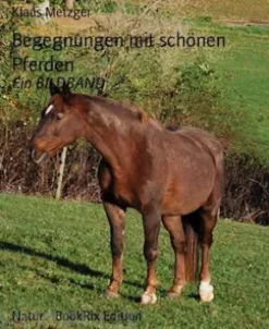 Begegnungen mit schönen Pferden