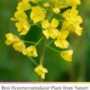 Best Hyperaccumulator Plant from Nature To Clean & Neutralize Radioactive Nuclear Waste