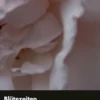 Blütezeiten