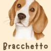 Bracchetto (Beagle)