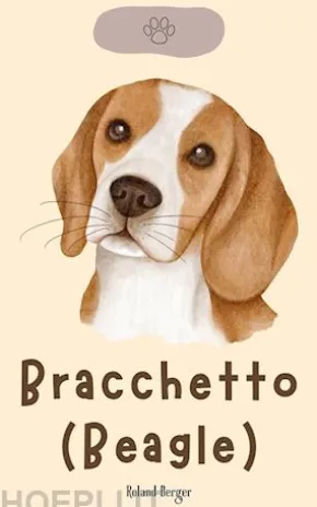 Bracchetto (Beagle)