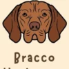 Bracco Ungherese
