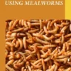 Breeding and using mealworms