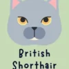 British Shorthair Gatto