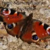 Bunte Schmetterlinge in schöner Landschaft