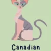 Canadian Sphynx Gatto