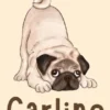Carlino