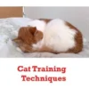 Cat Training Techniques