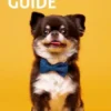 Chihuahua Guide