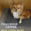 ChihuahuaCAPPER