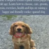 Cocker Spaniels Guide