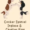 Cocker Spaniel Inglese & Cavalier King Charles Spaniel