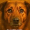Das ist ein Hund ... aber Hunde ticken anders