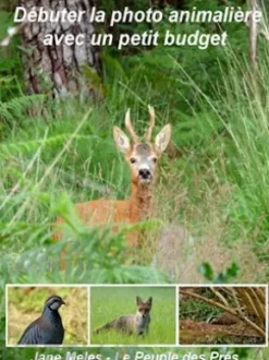 Débuter la photo animalière avec un petit budget