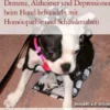 Demenz, Alzheimer und Depressionen beim Hund behandeln mit Homöopathie und Schüsslersalzen