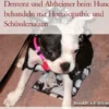 Demenz und Alzheimer beim Hund behandeln mit Homöopathie und Schüsslersalzen