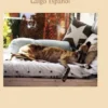 Der Galgotraum