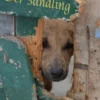 Der Sandling