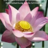 Die Sechzehnblätterige Lotusblume und ihre Heilwirkung auf die Schilddrüse