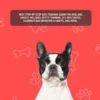 Dog & Puppy Training Guide for Beginners