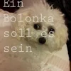 Ein Bolonka soll es sein