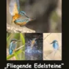 Eisvogel (Alcedo atthis)