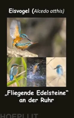 Eisvogel (Alcedo atthis)