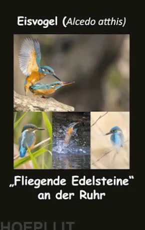 Eisvogel (Alcedo atthis)