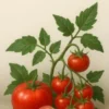 El ABC de los tomates