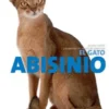 El gato Abisinio