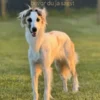 Entscheidungshilfe Windhund - bevor du ja sagst