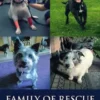 Family Of Rescue Dogs Collection - Books 1-4