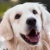 Fellnasen - Darum verlängern Hunde dein Leben