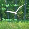 Flugkünste der Graureiher