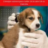 Guía Del Perro Saludable