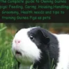 Guinea Pig for Novices