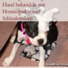 Harnwegerkrankungen beim Hund behandeln mit Homöopathie und Schüsslersalzen