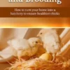 Home Hatchery and Brooding