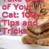 How to Take Care of Your Cat: 100+ Tips and Tricks