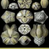 H.P. Lovecraft #5