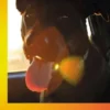 Hunde in der Hitzefalle