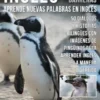 Inglés Sin Barreras - Aprende Nuevas Palabras en Inglés