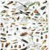 Insekten Und Käfer