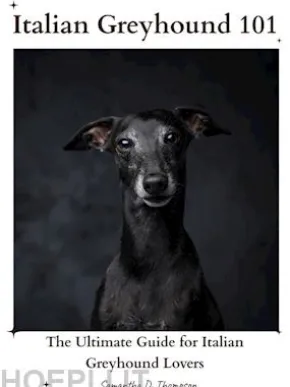 Italian Greyhound 101